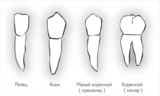 Свои зубы навсегда.