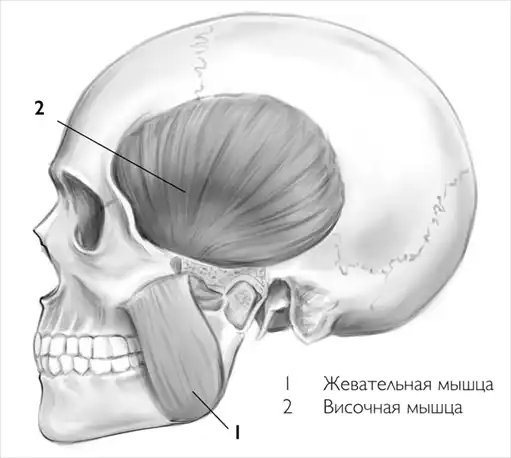 Свои зубы навсегда.
