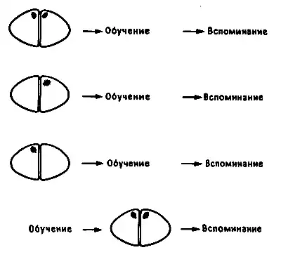 Устройство памяти. От молекул к сознанию.