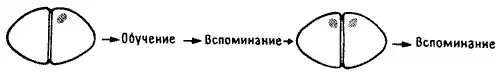 Устройство памяти. От молекул к сознанию.