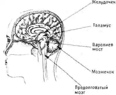 Устройство памяти. От молекул к сознанию.