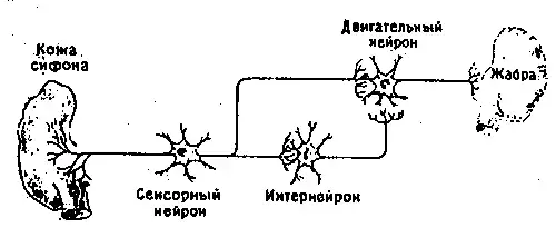 Устройство памяти. От молекул к сознанию.
