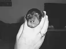 ��� �����.