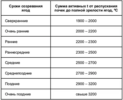 Виноград растет и у нас.