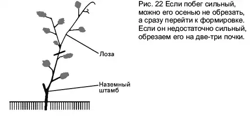 Виноград растет и у нас.