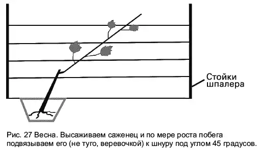 Виноград растет и у нас.