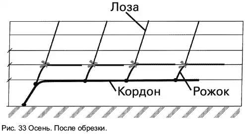 Виноград растет и у нас.