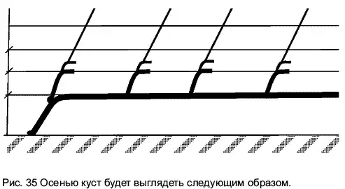 Виноград растет и у нас.