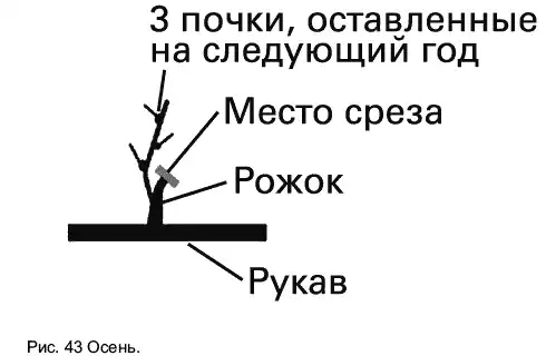 Виноград растет и у нас.