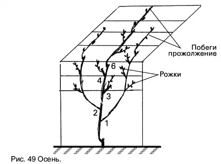 Виноград растет и у нас.
