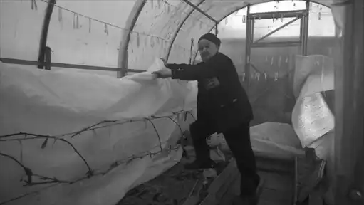 Виноград растет и у нас.