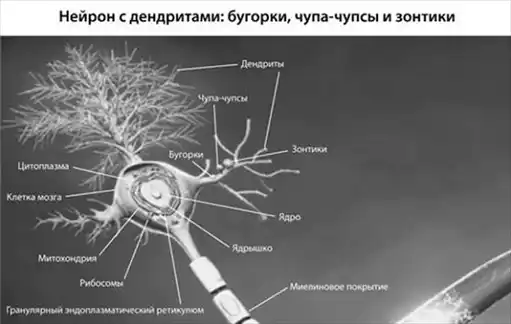 Включите свой мозг.