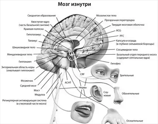 Включите свой мозг.