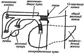 Возвращение в молодость.