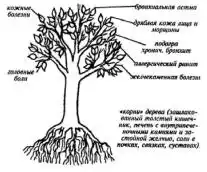 Возвращение в молодость.