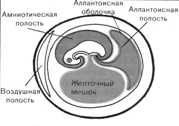 Жизнь до человека.