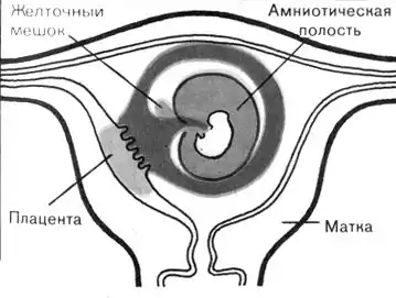 Жизнь до человека.