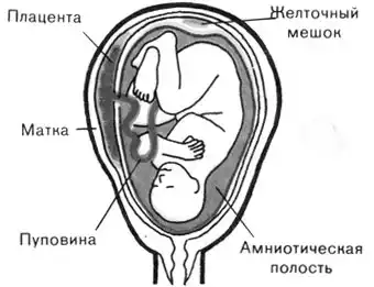 Жизнь до человека.