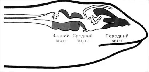 Жизнь до человека.