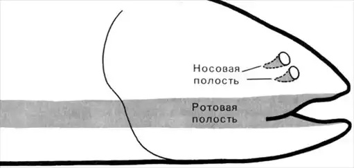 Жизнь до человека.