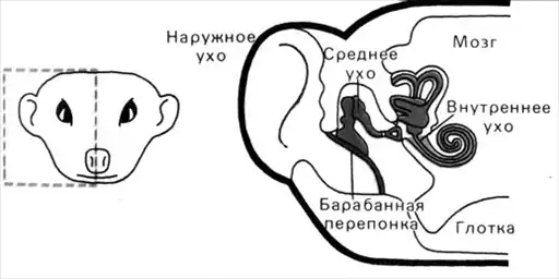Жизнь до человека.