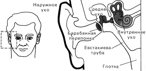 Жизнь до человека.