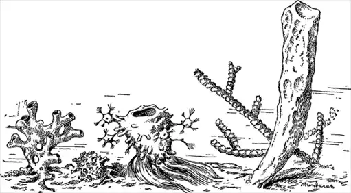 ����� ����.