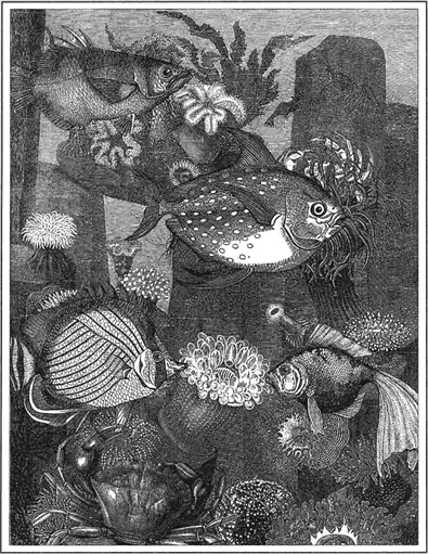 Рыбы. (Pisces). Жизнь животных. Рыбы и амфибии.